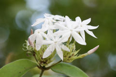 Jasminum multiflorum